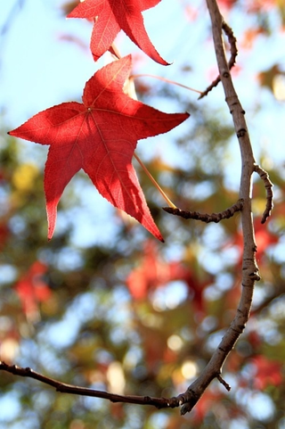 Illustration for article titled Shooting Challenge Fall Leaves Gallery 7
